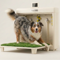 An Australian shepherd stands inside a Potty Park indoor potty training machine with a grass mat on a clean white studio background.